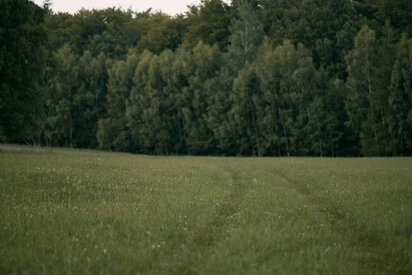 숲으로 인도하는 풀밭의 폴란드 북부의 지역의 — 스톡 사진