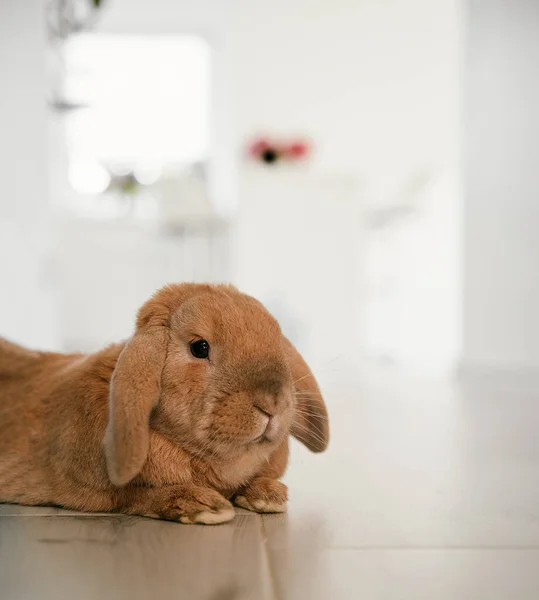 Isolato Vicino Coniglietto Domestico Coniglio Domestico Con Sfondo Sfocato Brillante — Foto Stock