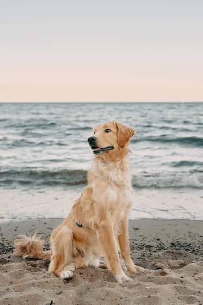 Golden Retriever Aan Kust Begeleidehond Zittend Het Zandstrand — Stockfoto