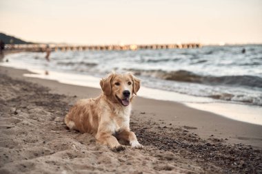 Golden Retriever sahilde. metin tasarımı için kopyalama alanı olan resim