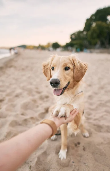 Yaz Tatilinde Golden Retriever Dersi Veriyorum Hayvana Yemek Vermek — Stok fotoğraf