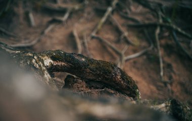 Arka planda küçük kökleri olan, yerden çıkan yosunlarla kaplı büyük kökleri kapatın. Havada kök sistemi açığa çıktı. Doğanın gücü kavramı.