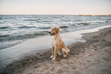 Golden Retriever sahilde. Kumsalda oturan dost köpek.