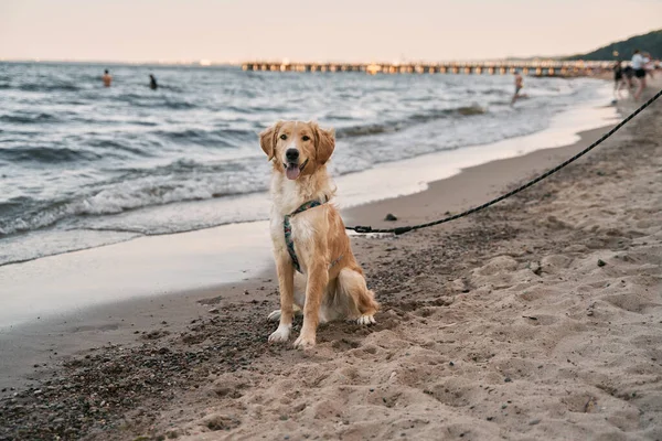 Glücklicher Golden Retriever Sandstrand — Stockfoto