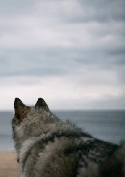 Alasca Malamute Sentado Praia Cão Olha Para Mar Atrás Vista — Fotografia de Stock