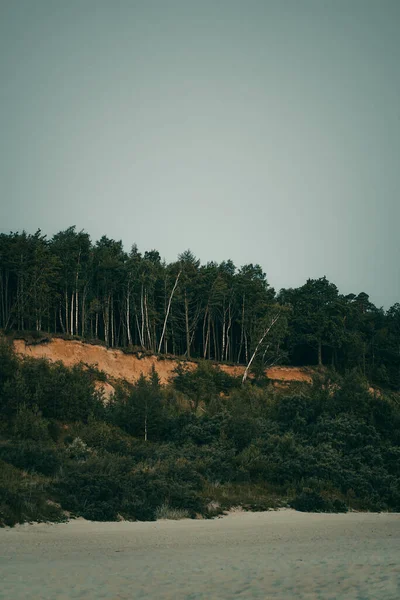 Borovice Horách Nad Písečnou Pláží Mořským Pobřežím — Stock fotografie