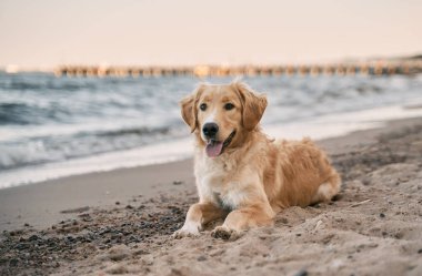Golden Retriever sahilde. metin tasarımı için kopyalama alanı olan resim