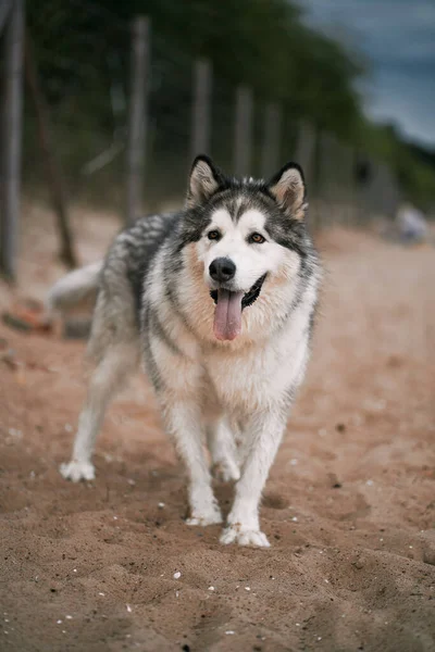 Grande Cão Malamute Alasca Praia Feliz Cão Raça Pura Com — Fotografia de Stock