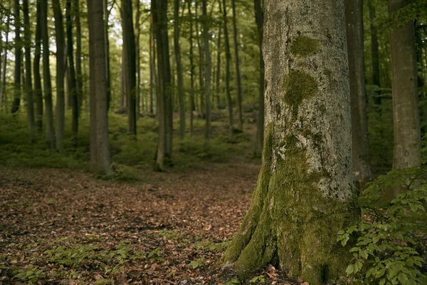 Πανόραμα Δασικού Τοπίου Πράσινα Δέντρα Και Θάμνους Άνοιξη Στο Δάσος — Φωτογραφία Αρχείου