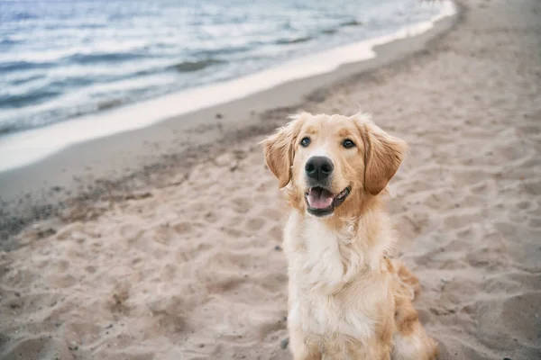 Bovenaanzicht Portret Van Golden Retriever Zittend Aan Kust Gelukkig Rasechte — Stockfoto