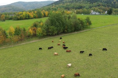 Kırsalda boynuzlu İskoçyalı inekler.