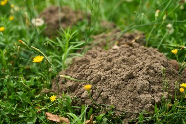 Çimenli alanda taze köstebek yuvası