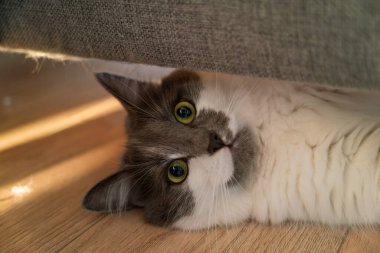 Sarı gözlü tüylü kedi içinde saklanıyor.