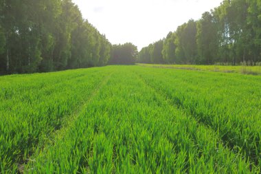 Genç ekinlerle dolu tarımsal manzara