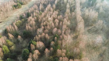 Ormanda çıplak ağaç gövdelerinin deseni