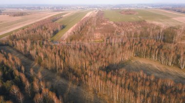 Çıplak ağaçlar ve orman yolu manzarası
