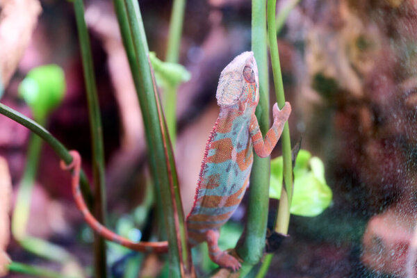 Colorful reptile camouflaging on green stem