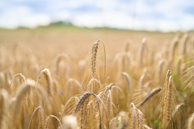 Bulanık ufkuyla yakın plan altın buğday