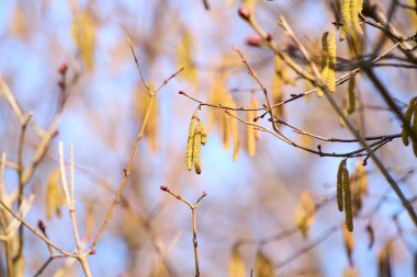 Baharda ağaç dallarından sarkan sarı kedi derileri