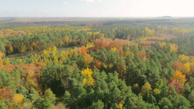 Gökyüzü perspektifinden renkli sonbahar ağaçları