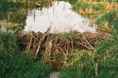 Kunduzlar el işi: Çubuklardan ve bitkilerden yapılmış baraj