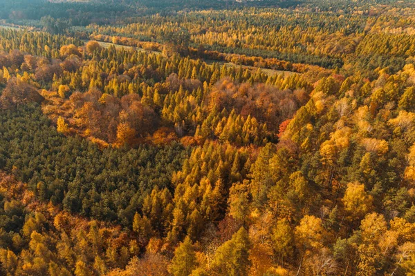Güneş ışığı altında tepeden düşen canlı ağaçlar