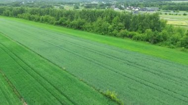 Ormanlarla çevrili güneşli tarlalar.