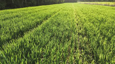 Green vegetation rows leading into dense woods