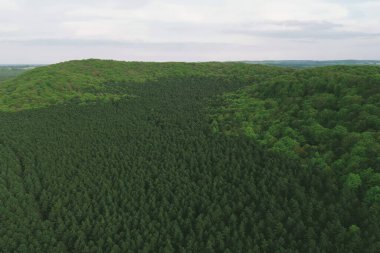 Yaz günışığında eko orman manzarası