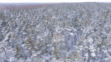 Karla kaplı çam ormanının havadan görünüşü