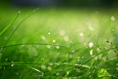 Canlı yeşil çimenler ve sabah çiğ damlaları