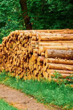 Doğal ısınma için çam ağacı yığını.