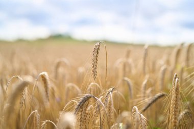 Kahverengi buğday dalları rüzgarda sallanıyor