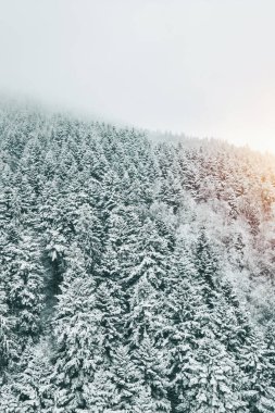 Buzla kaplı ağaçlar ve tepelerle rüzgarlı dağ manzarası