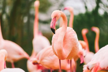 Kuşlar yeşil doğada toplanıyor.