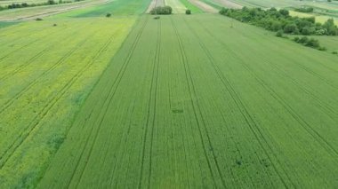 Organik tarlaları ve ağaçları olan panoramik tarım arazisi