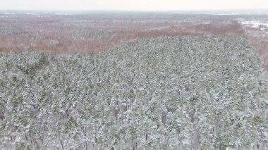 Taze karla kaplı kış ormanı