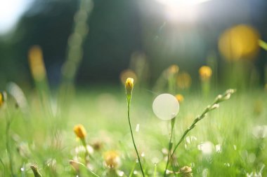 Sabah ışığı taze yeşil çimlere yansıyor