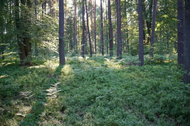 Yeşillikte yetişen taze yaban mersinleri.