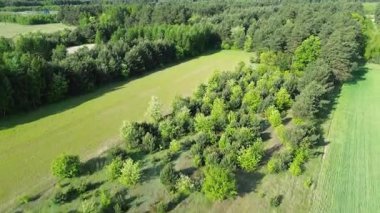 Yeşil tarım arazileri ve mahsulleri olan yaz tarım manzarası