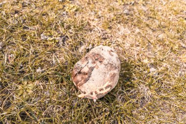 Kartonda izole edilmiş filizlenen patates.