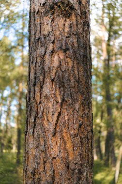 Çam ağacının doğal deseni. Yaklaş.