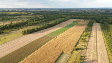 Orman kenarı, tarım arazisi havacılık manzarasıyla kesişiyor
