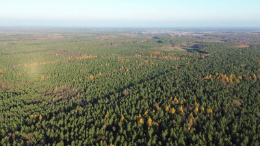 Yukarıdan canlı düşen orman manzarası