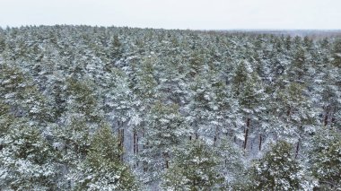Huzurlu kış manzarasında karla kaplı ağaçlar