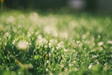 Parlak yeşil çimlerde taze sabah çiği