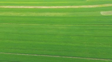Sık ormanlarla çevrili manzaralı yaz tarlaları