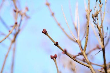İlkbahar mavi gökyüzüne karşı ağaç dalında şakır şakır