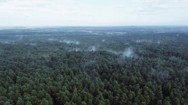 Yoğun sisli ormanın genel görünümü