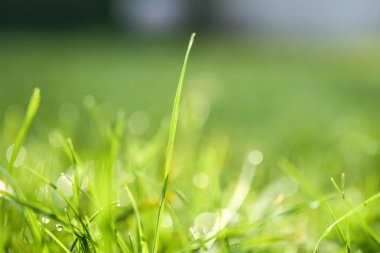 Sabahları ıslak çimlerin üzerinde parlak güneş ışığı